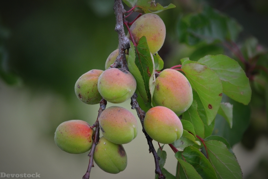 Devostock Apricots Fruit Nature 369223