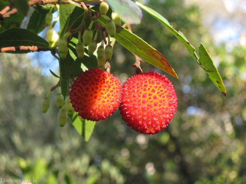 Devostock Arbutus Unedo Strawberry Tree