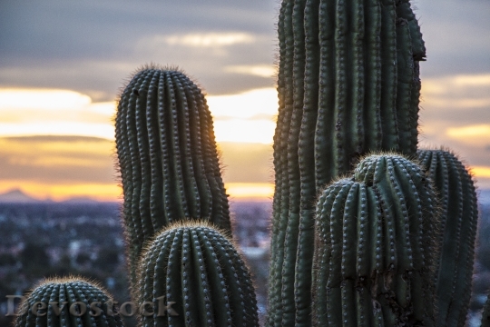 Devostock Arizona Desert Saguaro Cactus