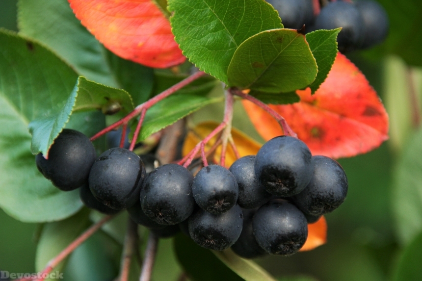 Devostock Aronia Bush Plants Fruit