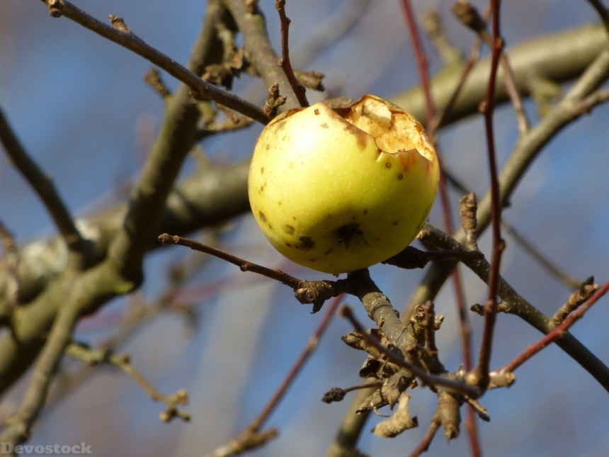 Devostock Autumn Apple Apples Fruit 0