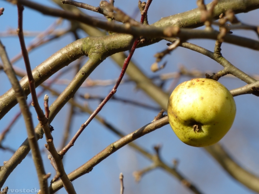 Devostock Autumn Apple Apples Fruit