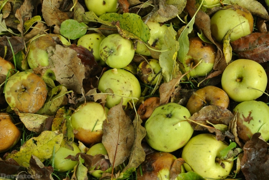 Devostock Autumn Apple Fruit Tree