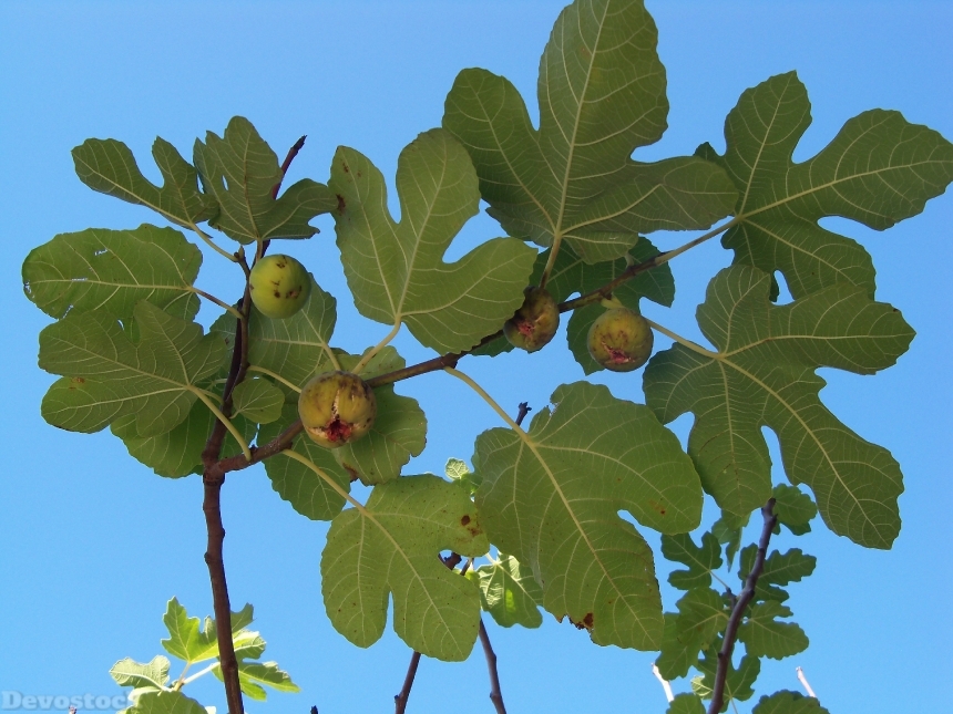 Devostock Autumn Fig Fig Tree