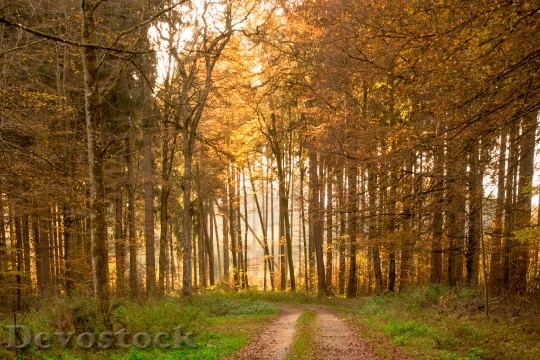 Devostock Autumn Forest Leaves Sun 0