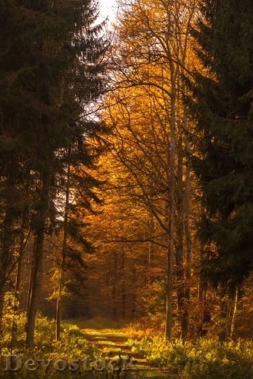 Devostock Autumn Forest Leaves Sun 3