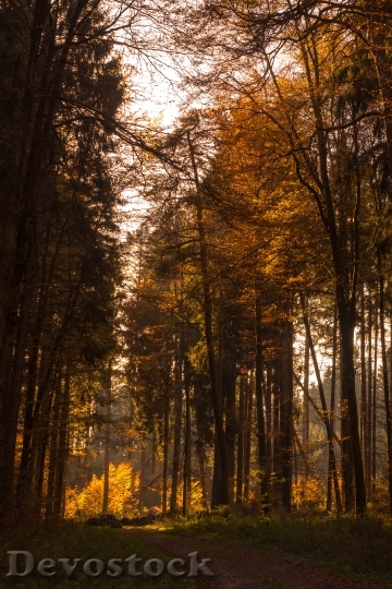 Devostock Autumn Forest Leaves Sun