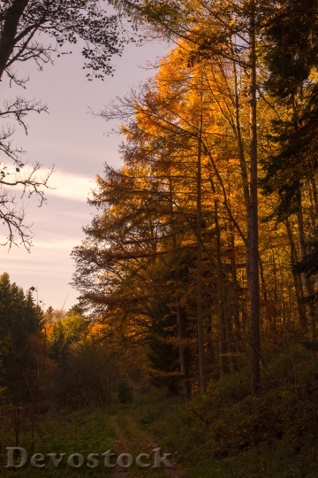 Devostock Autumn Forest Leaves Sun 5