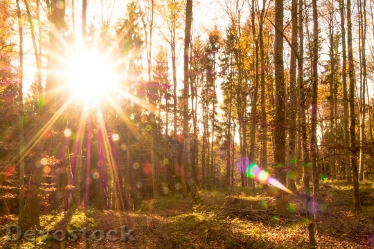 Devostock Autumn Forest Leaves Sun 6