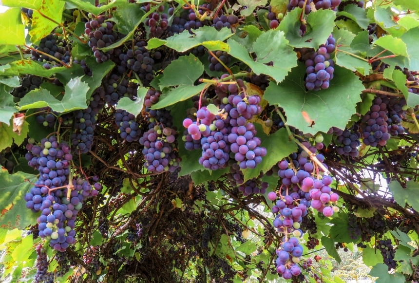 Devostock Autumn Grapes Grape Vine 0