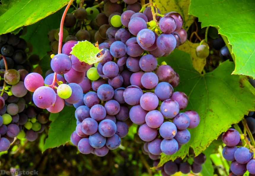 Devostock Autumn Grapes Grape Vine
