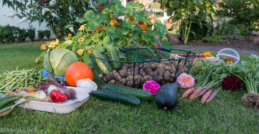 Devostock Autumn Harvest Garden Vegetables 0