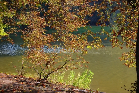 Devostock Autumn Lake Tree Leaves