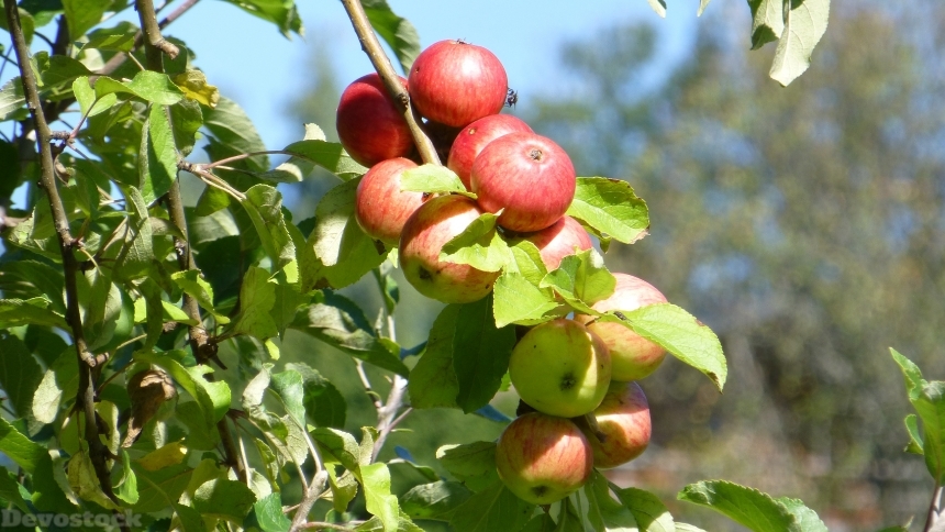 Devostock Autumn Tree Apple Fruit