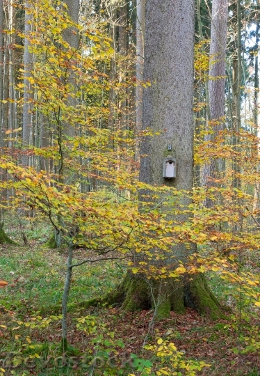 Devostock Aviary Tree Log Nest