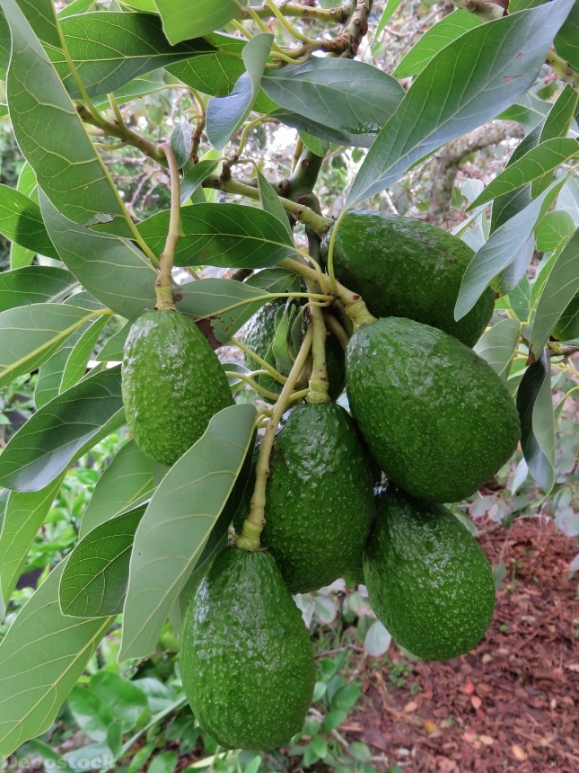 Devostock Avocado Fruit Tree Green 0