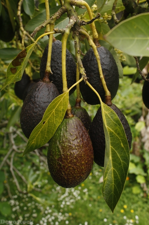 Devostock Avocado Fruit Tree Natural