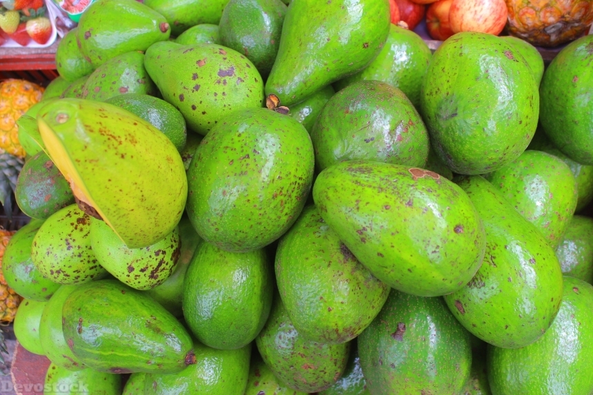 Devostock Avocado Gallery Fruit Green