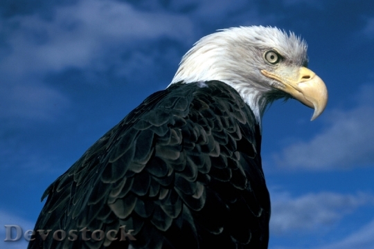 Devostock Bald Eagle 718071