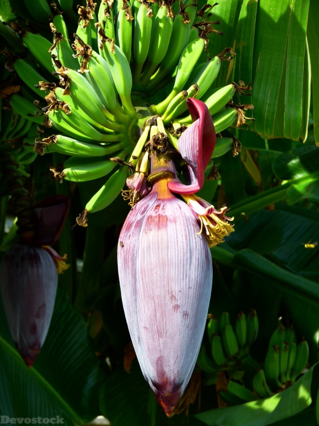 Devostock Banana Blossom Bloom Banana