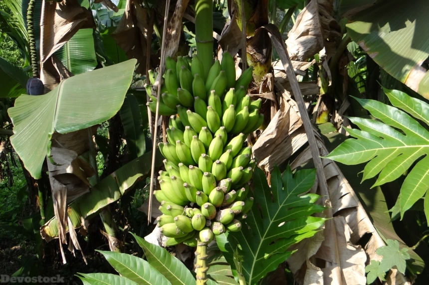 Devostock Banana Bunch India Fruit