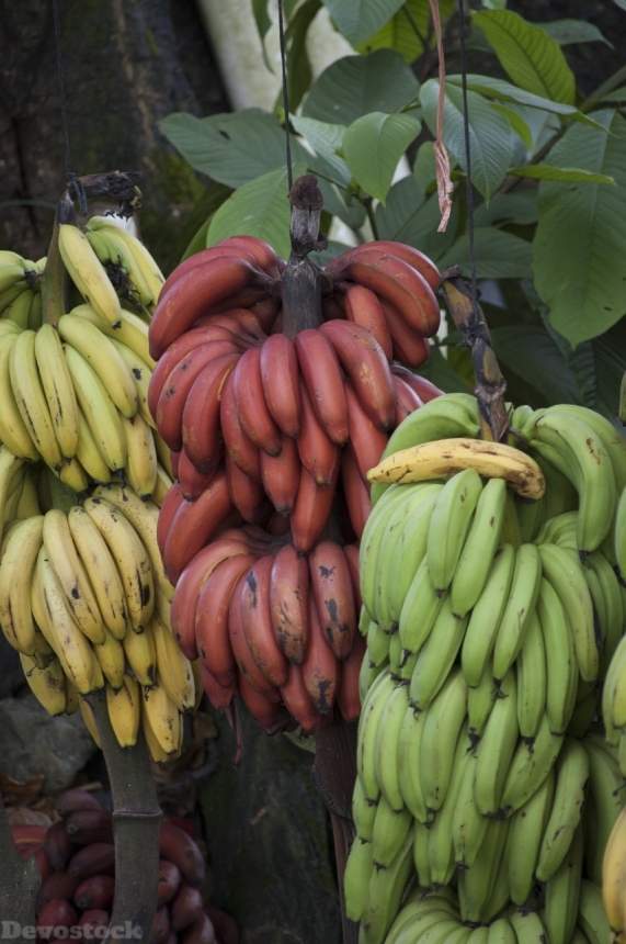 Devostock Banana Costa Rica Tropical