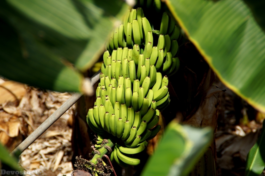 Devostock Banana Fruit 1315054