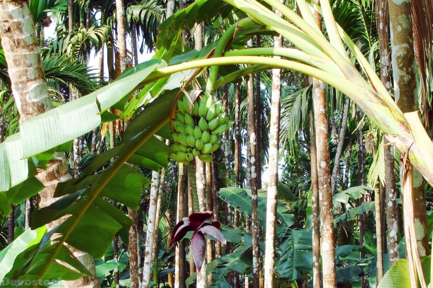 Devostock Banana Green India Plantain
