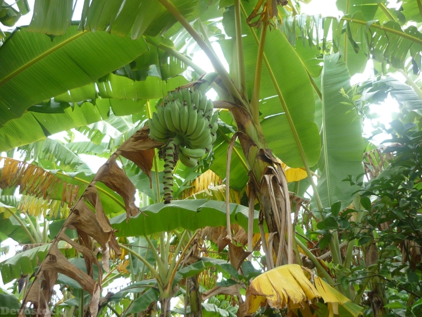 Devostock Banana Green Plant Leaf