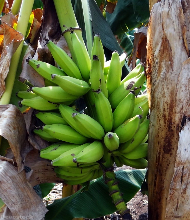 Devostock Banana Green Plantain Bunch