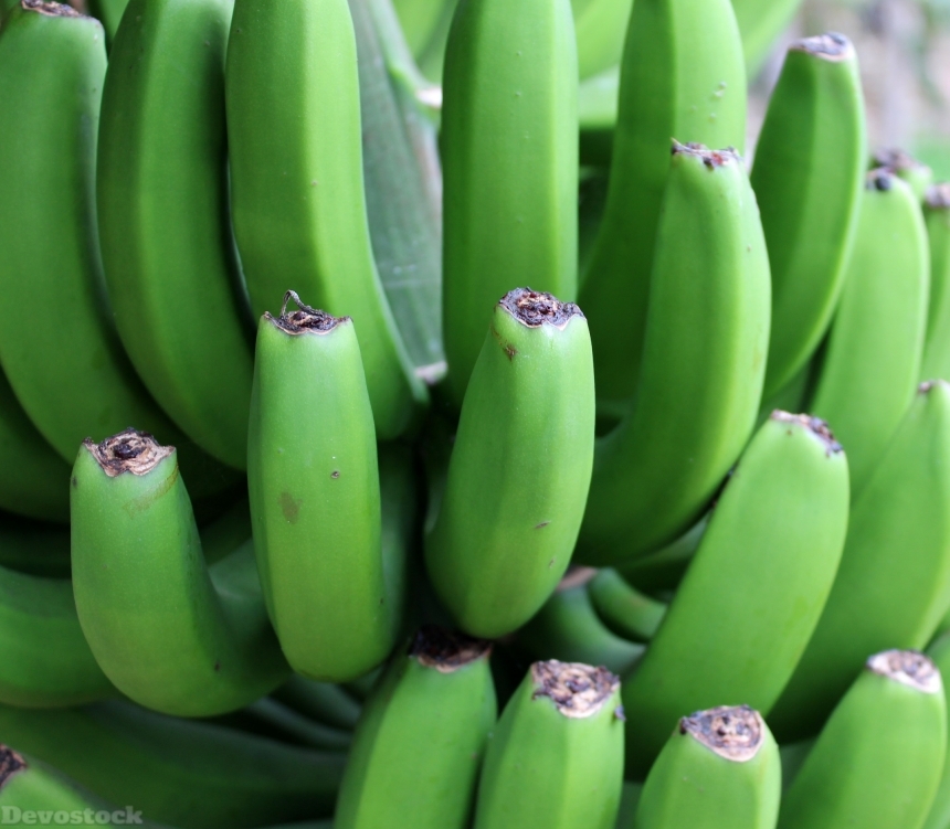 Devostock Banana Green Shrub Fruit 0