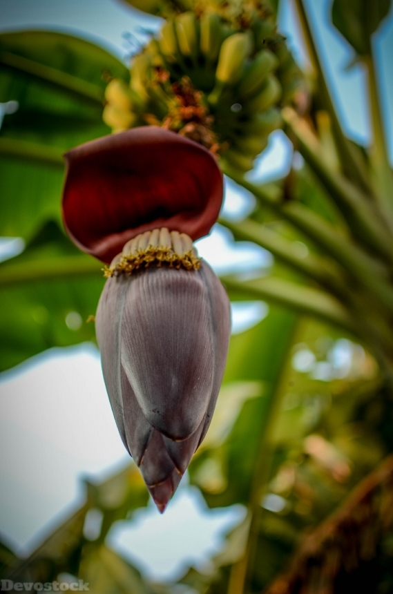 Devostock Banana Leaf Natural Fruit