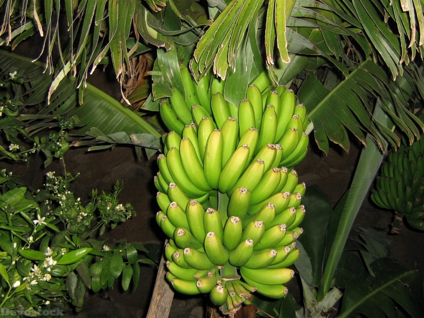 Devostock Banana Shrub Fruit Bananas