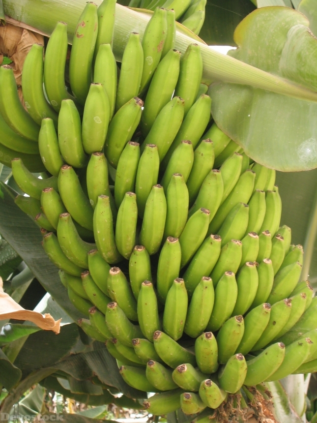 Devostock Banana Tenerife Plantation Fruit