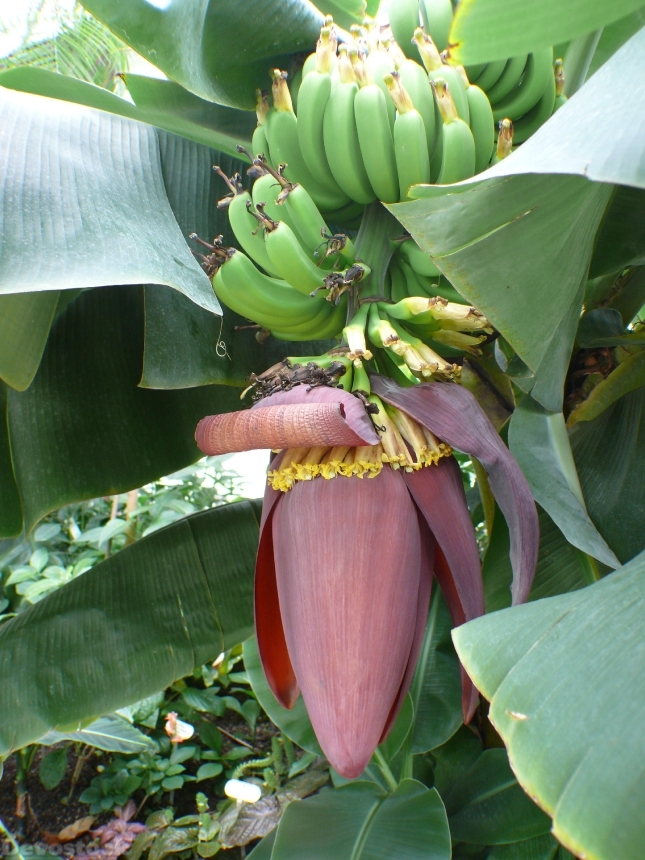 Devostock Banana Tree Bananas Shrub