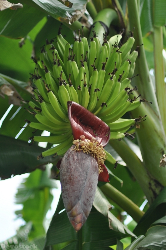 Devostock Banana Tree Fruit Green