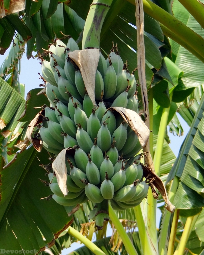 Devostock Banana Wild Banana Tropical