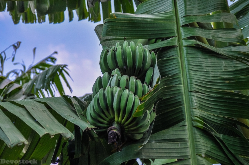 Devostock Bananas Banana Shrub Africa