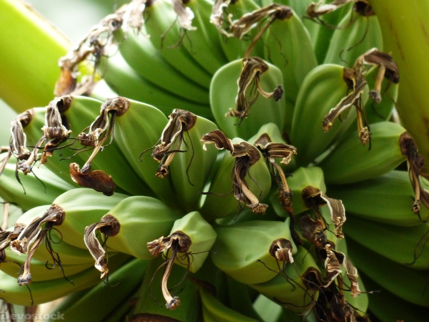 Devostock Bananas Banana Shrub Plant 0