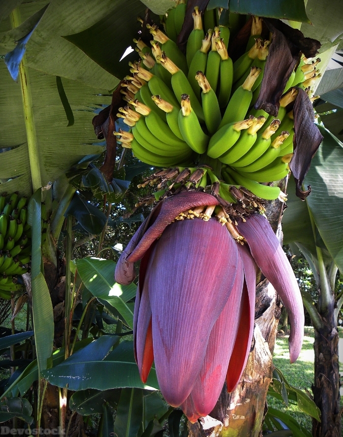 Devostock Bananas Blossom Bloom Fruits