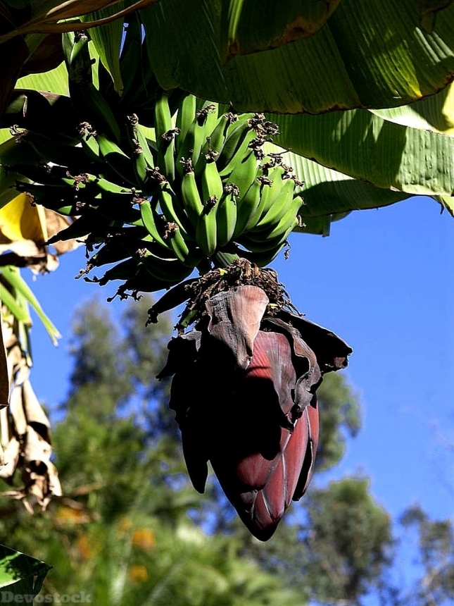 Devostock Bananas Fruit 1