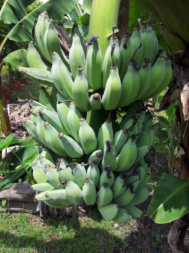 Devostock Bananas Fruits Green Unripe 0