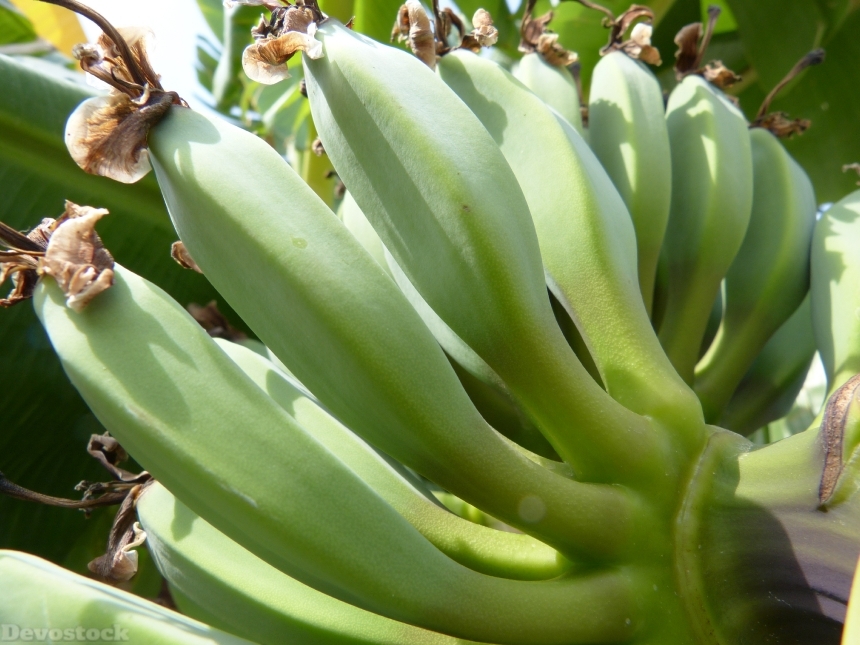 Devostock Bananas Green Banana Shrub