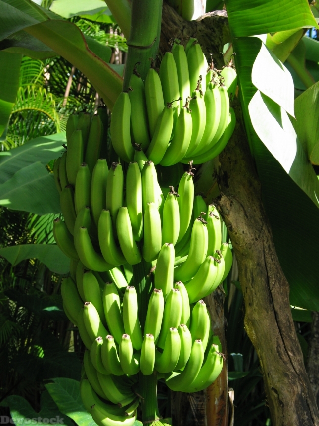 Devostock Bananas Growing In Bunches