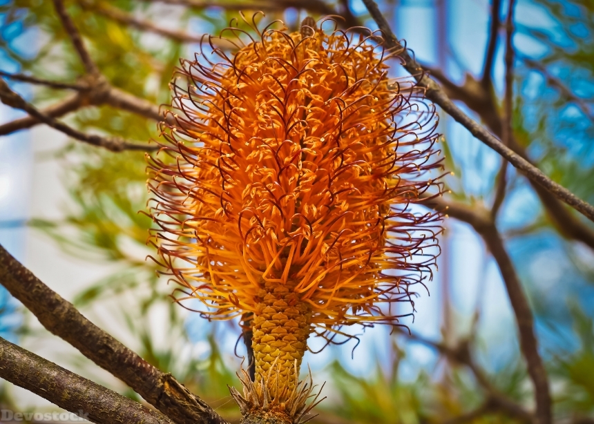 Devostock Banksia Tree Fruit Thorny