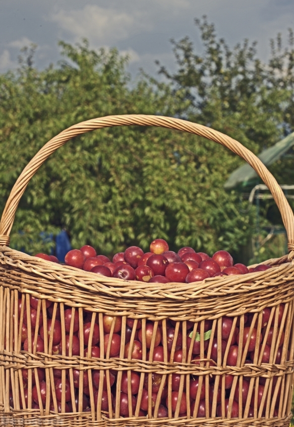 Devostock Basket Plum Frisch Fruit