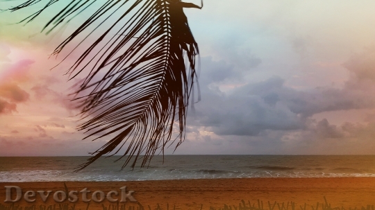 Devostock Beach Palm Sea Sunset