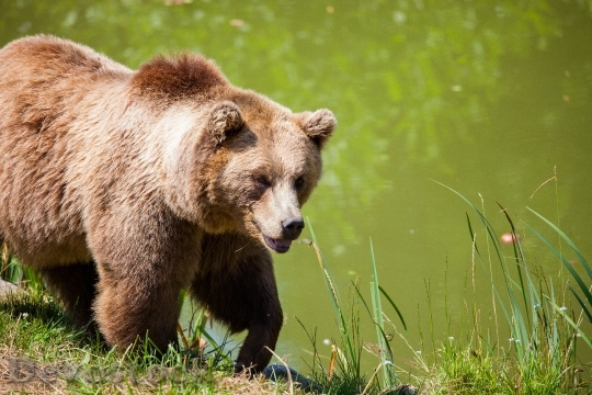 Devostock Bear Bavarian Bear Wild Brown Bear 162340.jpeg