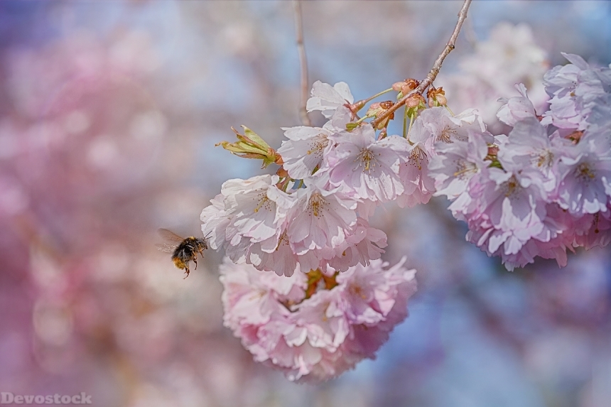 Devostock Bee Blossom Spring Fruit
