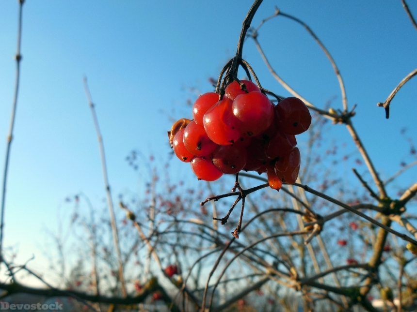 Devostock Belladonna Berry Plant Fruit 0
